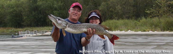 Northern Pike, photo submitted by M. Laake