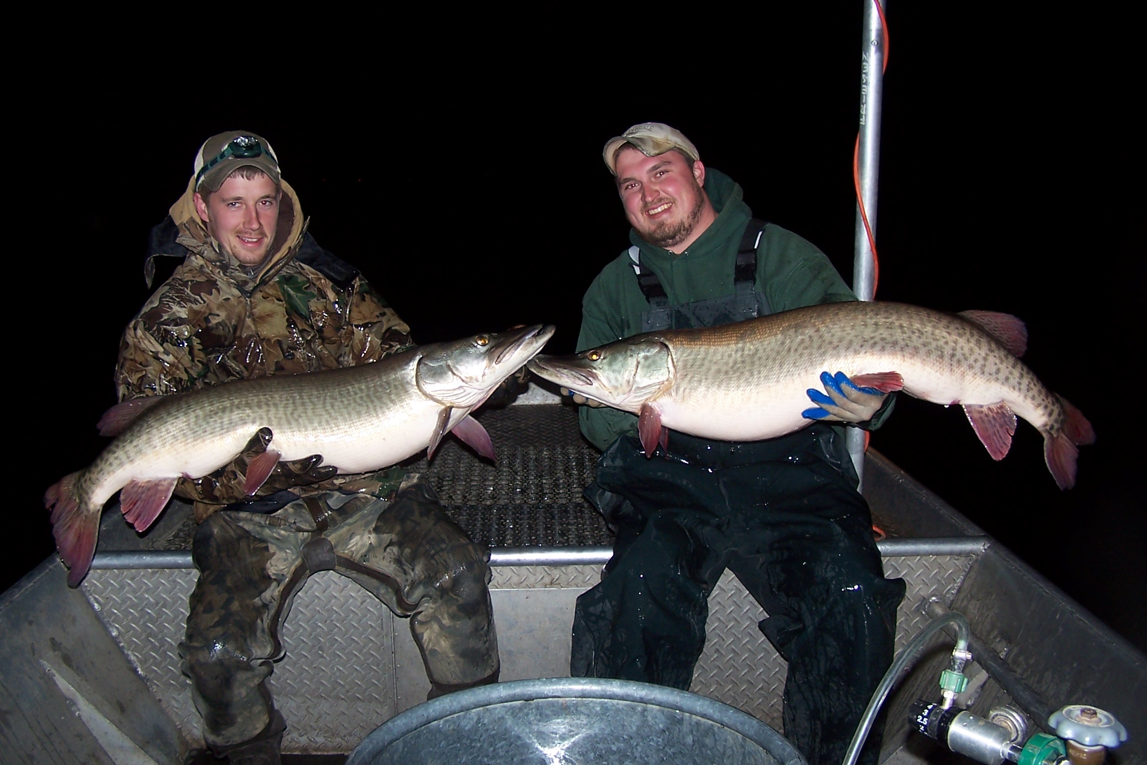 Fisheries staff gillnetting muskellunge in the spring.
