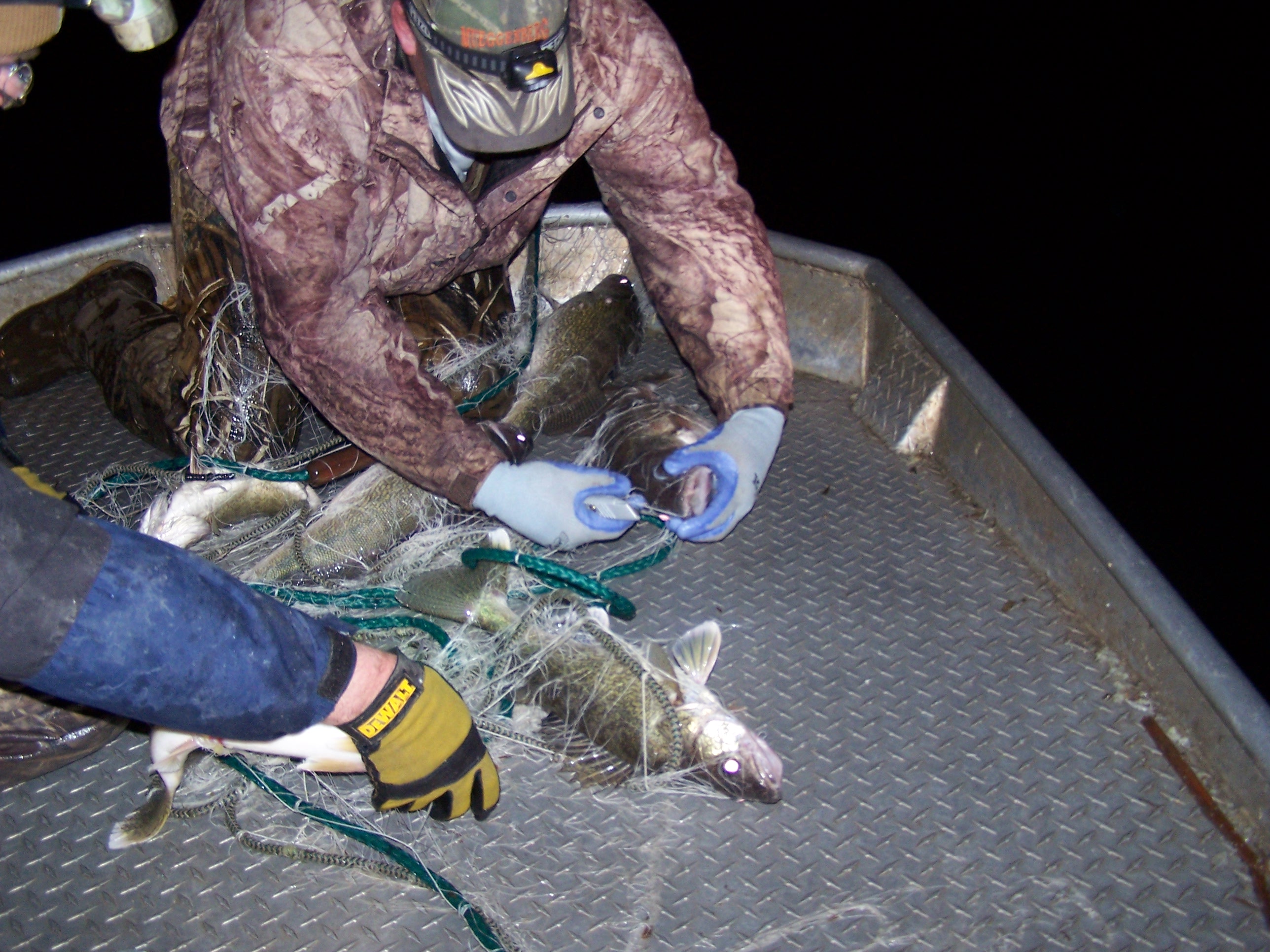 DNR fisheries staff conducting a gillnetting survey on walleyes in Spirit Lake.