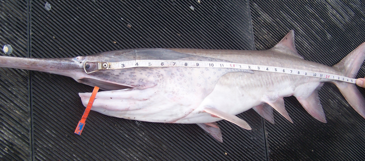 Measure a Paddlefish from the front of the eye to the fork of the tail.