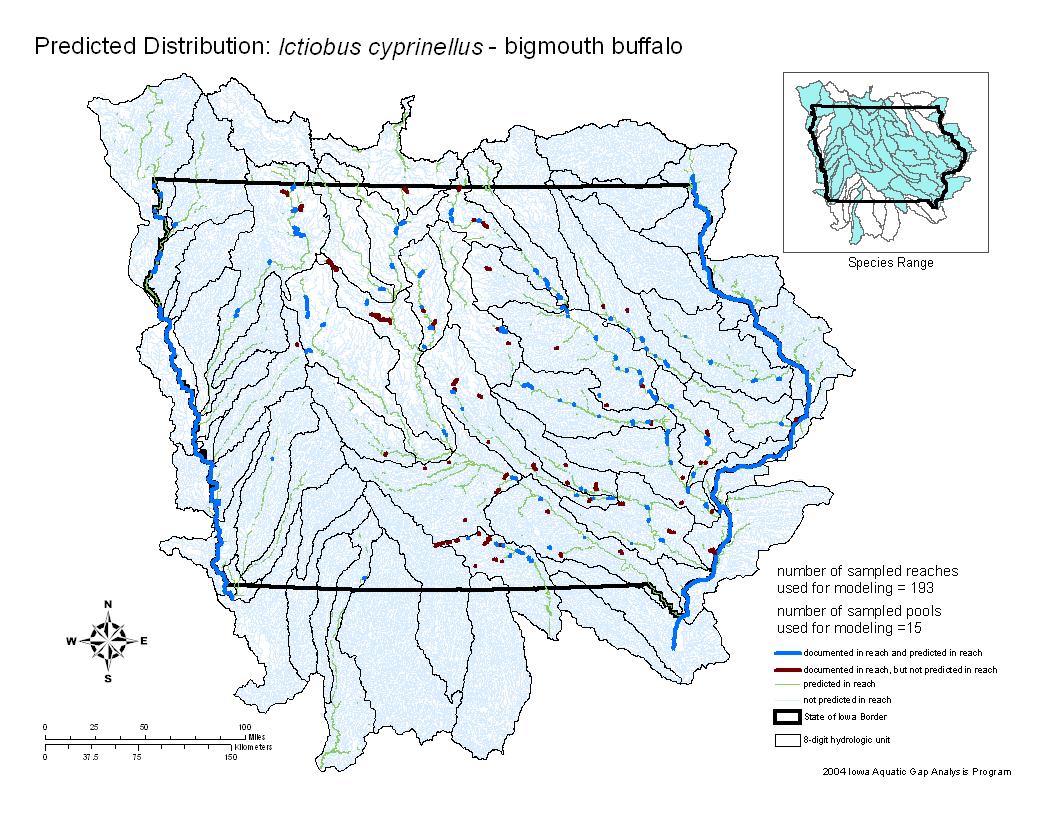 Bigmouth Buffalo Distribution