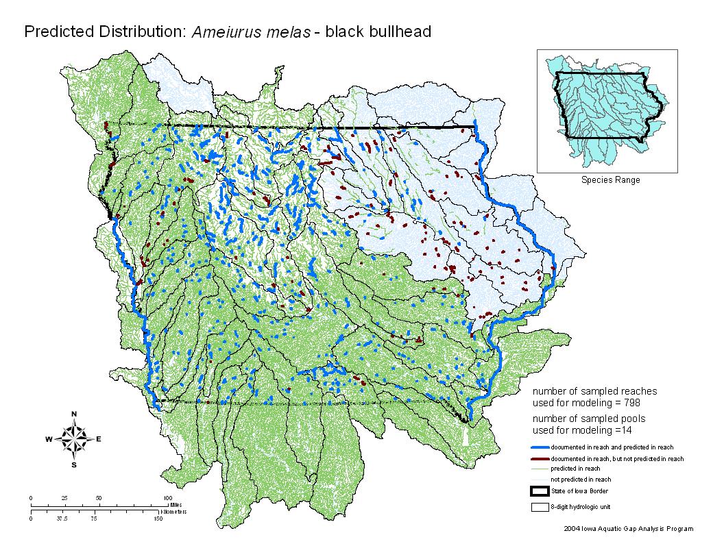 Black Bullhead Distribution
