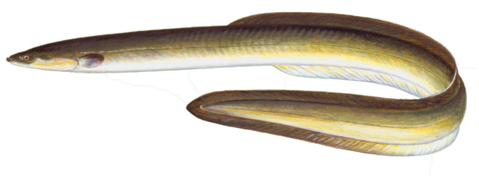 American Eel, illustration by Maynard Reece, from Iowa Fish and Fishing.