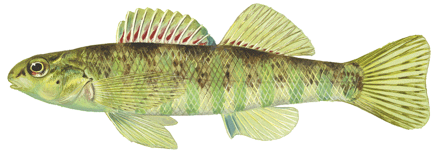 Banded Darter, illustration by Maynard Reece, from Iowa Fish and Fishing