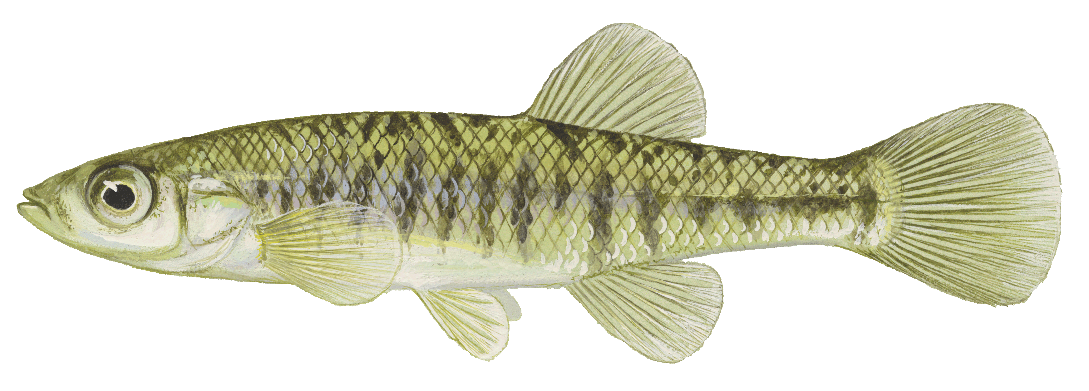 Banded Killifish, illustration by Maynard Reece, from Iowa Fish and Fishing.