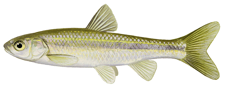 Brassy Minnow, illustration by Maynard Reece, from Iowa Fish and Fishing.