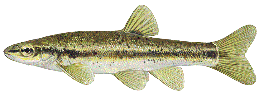 Blacknose Dace, illustration by Maynard Reece, from Iowa Fish and Fishing.