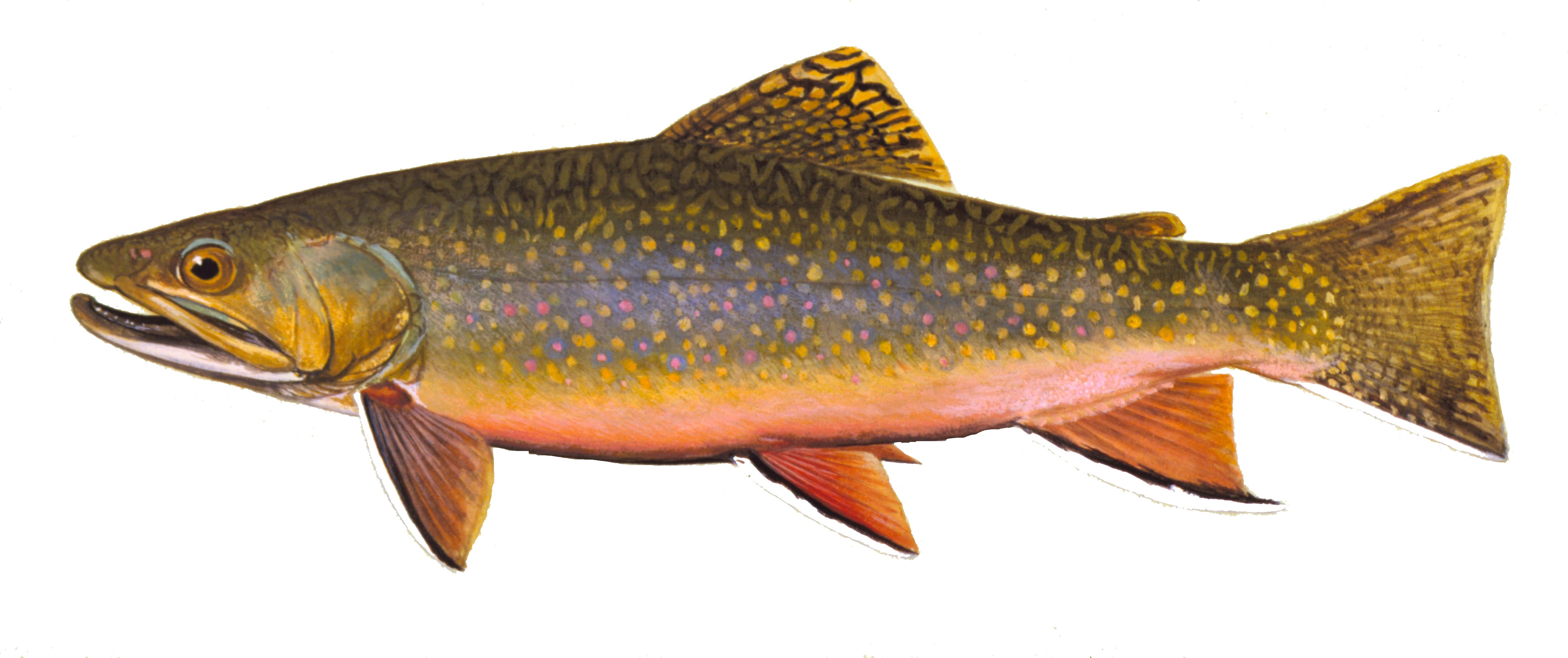 Brook Trout, illustration by Maynard Reece, from Iowa Fish and Fishing.