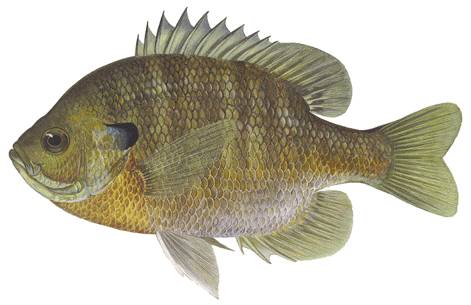 Bluegill, illustration by Maynard Reece, from Iowa Fish and Fishing.