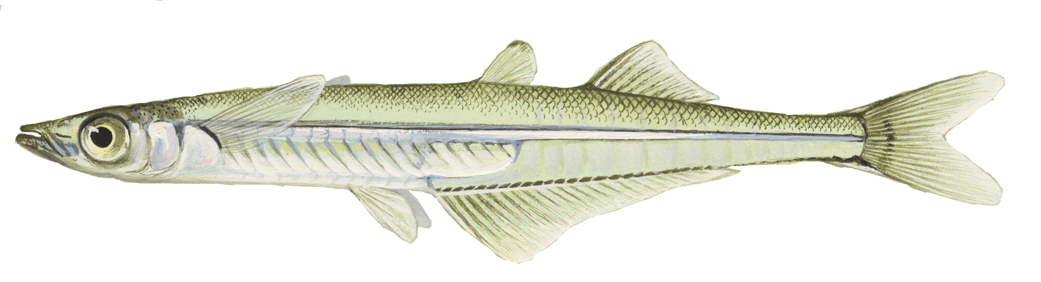 Brook Silverside, illustration by Maynard Reece, from Iowa Fish and Fishing.