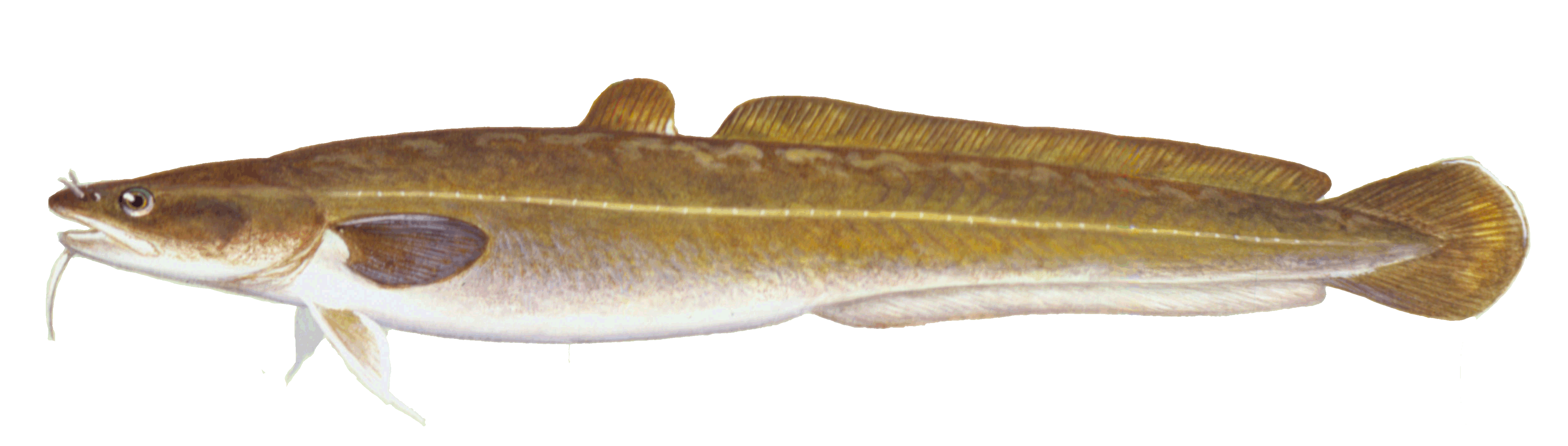 Burbot, illustration by Maynard Reece, from Iowa Fish and Fishing.