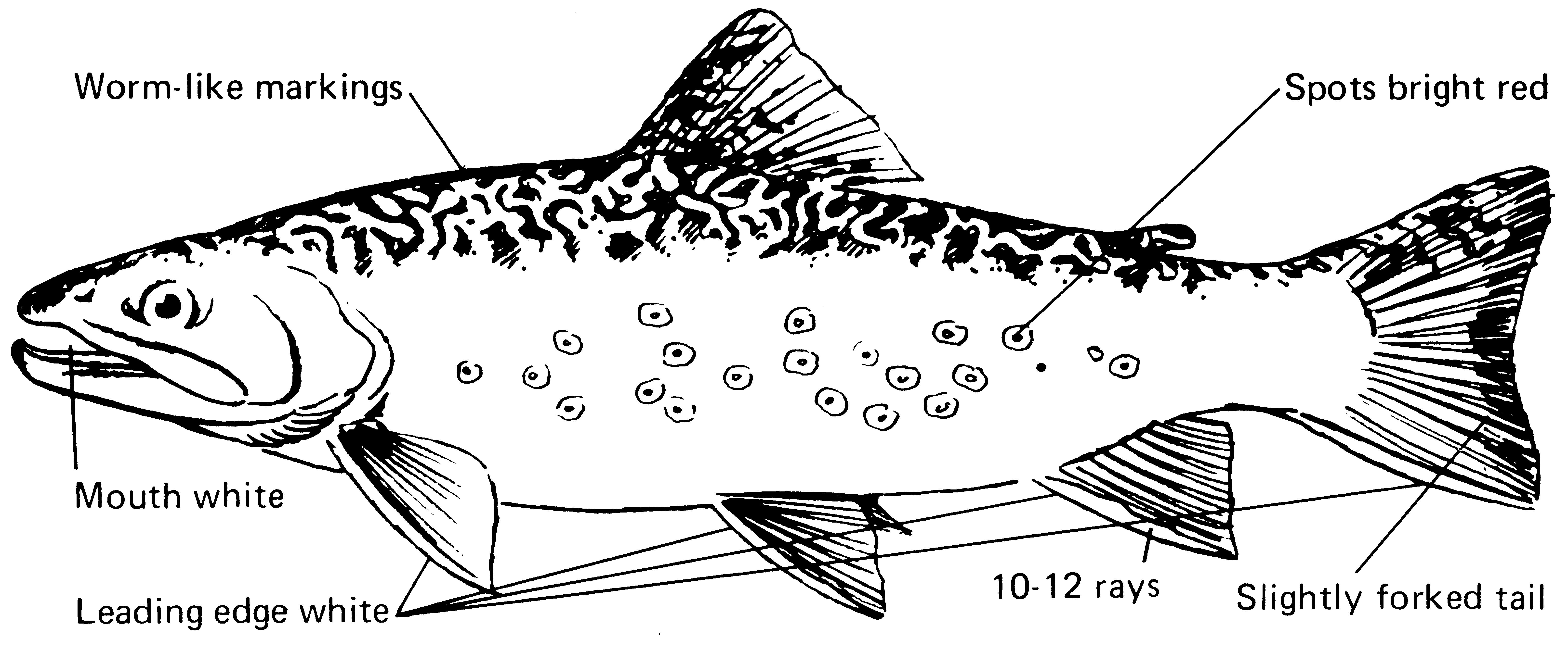 characteristics of a brook trout