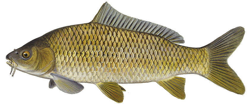 Common Carp, illustration by Maynard Reece, from Iowa Fish and Fishing.