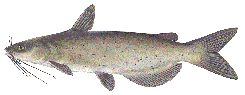 Channel Catfish, illustration by Maynard Reece, from Iowa Fish and Fishing.
