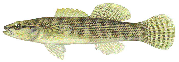 Fantail Darter, illustration by Maynard Reece, from Iowa Fish and Fishing.
