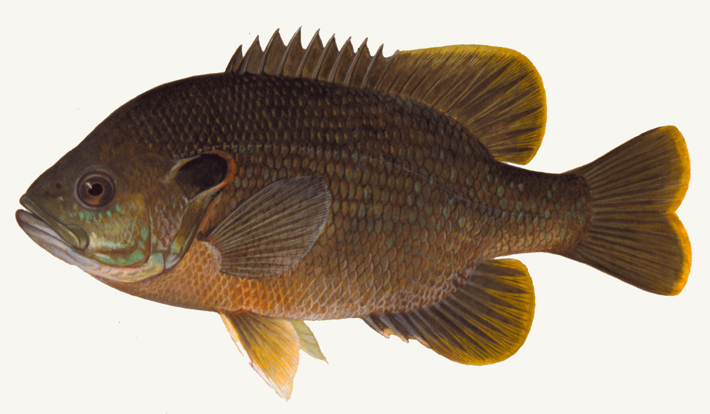 Green Sunfish Species Overview | BioNet