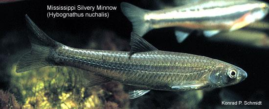 Mississippi Silvery Minnow Species Overview