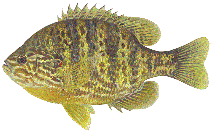 Pumpkinseed, image courtesy of Maynard Reece, from Iowa Fish and Fishing, copyright Iowa Department of Natural Resources