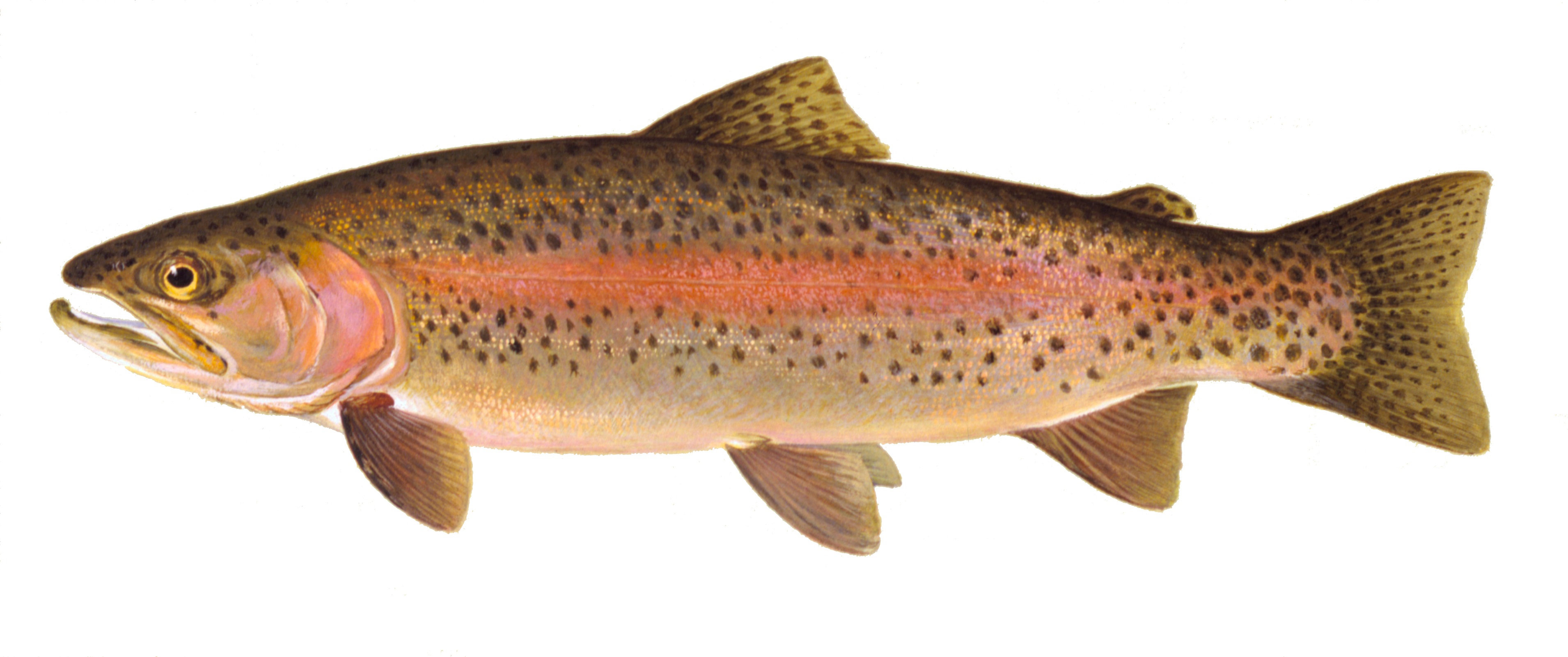 Rainbow Trout, illustration by Maynard Reece, from Iowa Fish and Fishing.