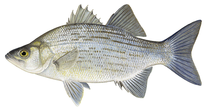 White Bass