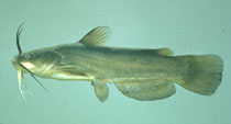Yellow Bullhead, Photo courtesy of the Missouri Department of Conservation, Missouri Fish and Wildlife Information System