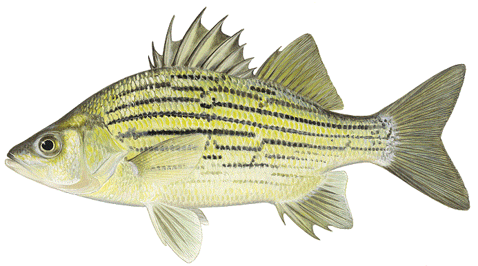 Yellow Bass