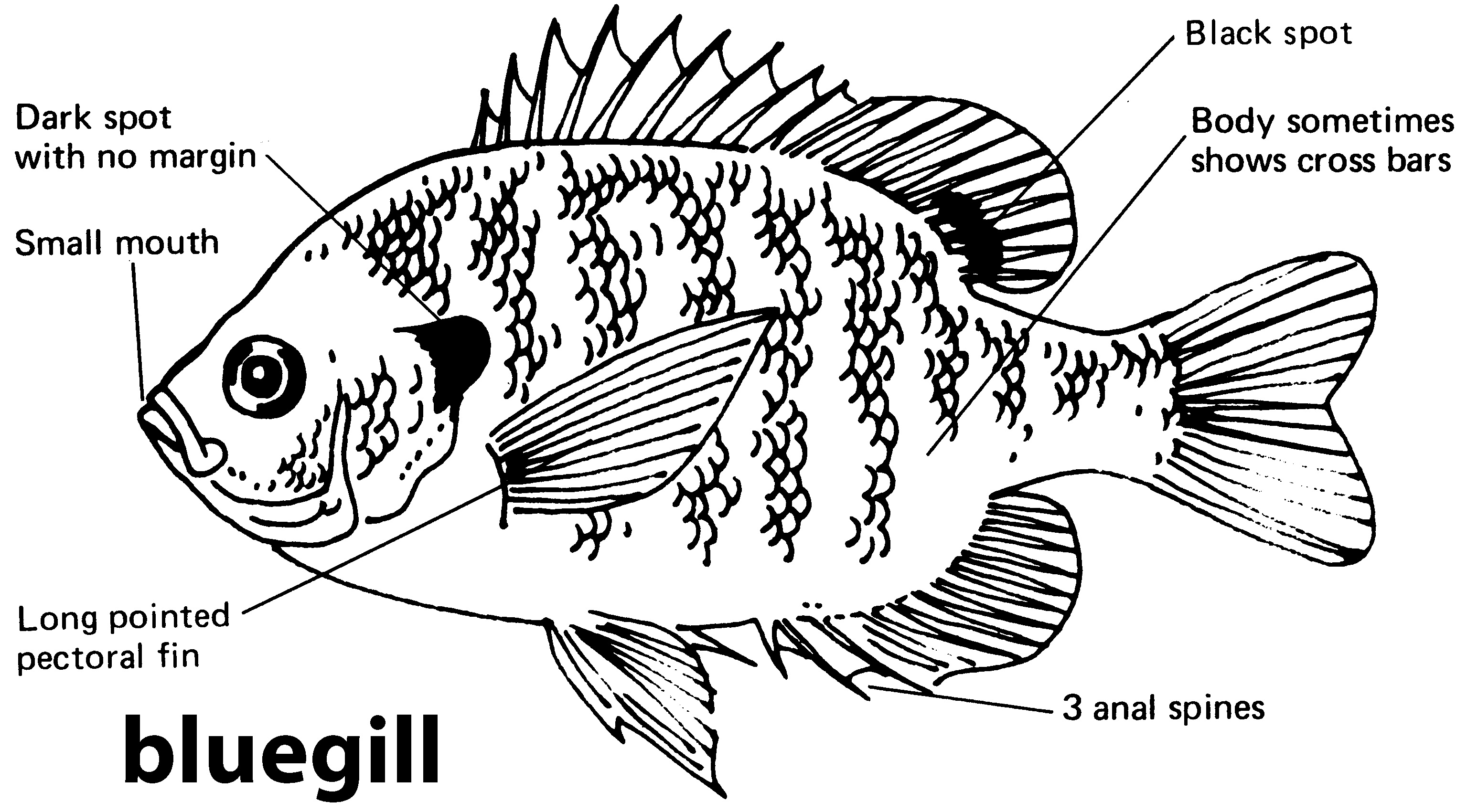 characteristics of a bluegill