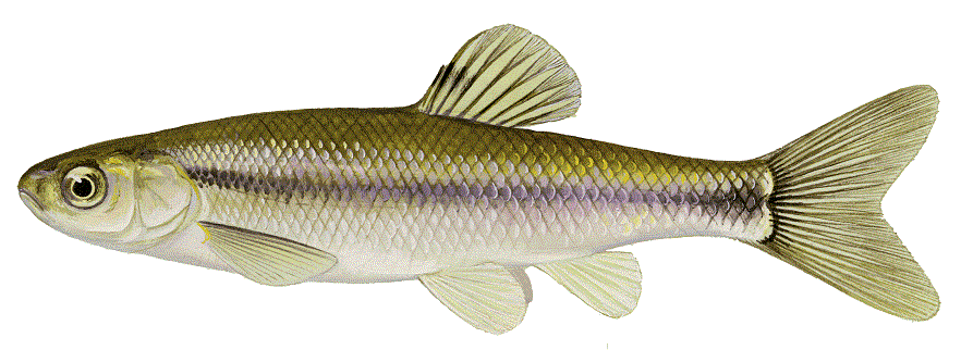 Fathead Minnow, illustration by Maynard Reece, from Iowa Fish and Fishing.