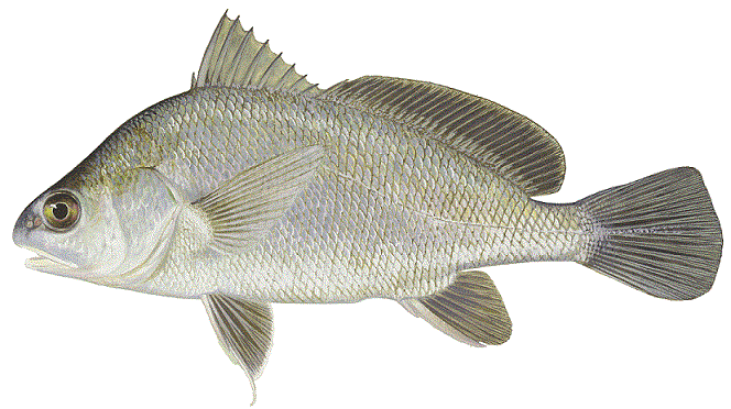Freshwater Drum, illustration by Maynard Reece, from Iowa Fish and Fishing.