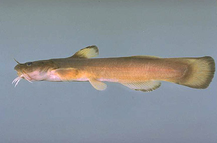 Freckled Madtom, photo courtesy of the Virtual Aquarium, The Department of Fisheries and Wildlife Sciences, Virginia Polytechnic Institute and State University, Blacksburg, Virginia.