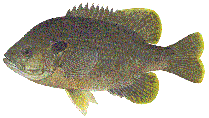 Green Sunfish, illustration by Maynard Reece, from Iowa Fish and Fishing.