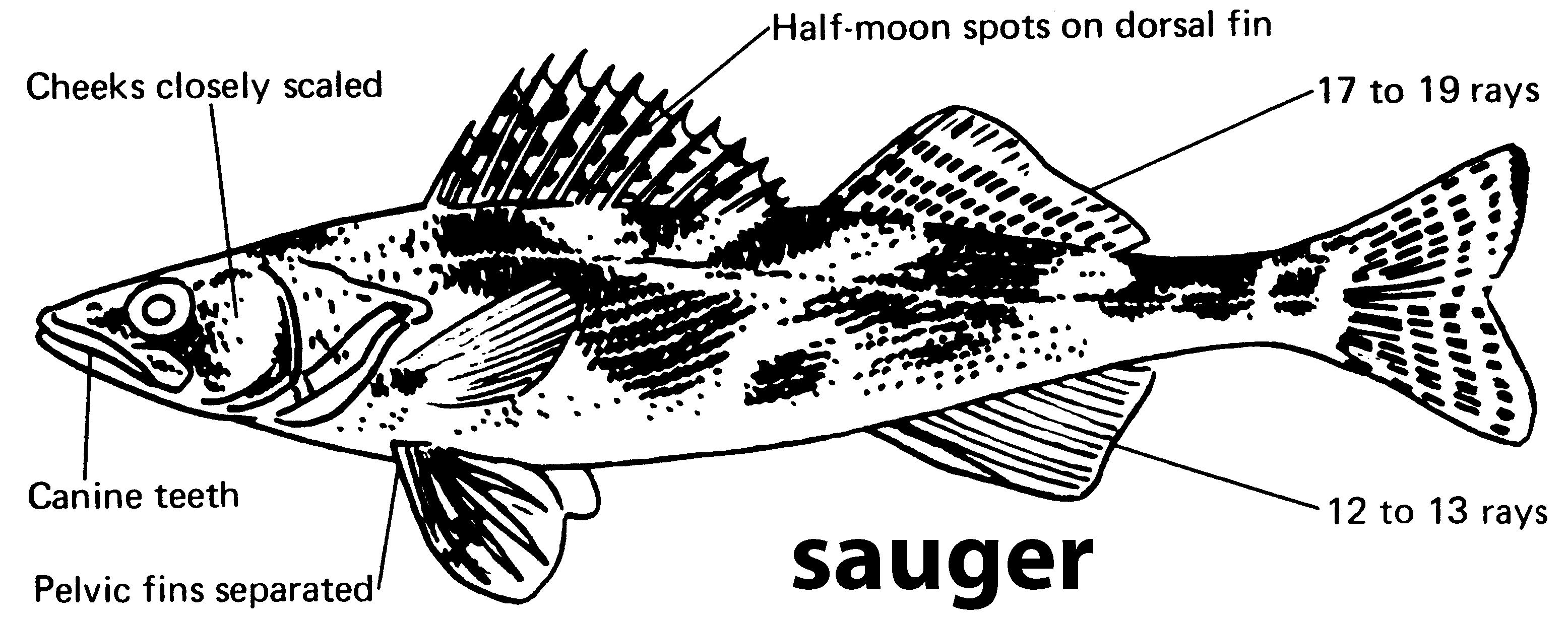 characteristics of a sauger