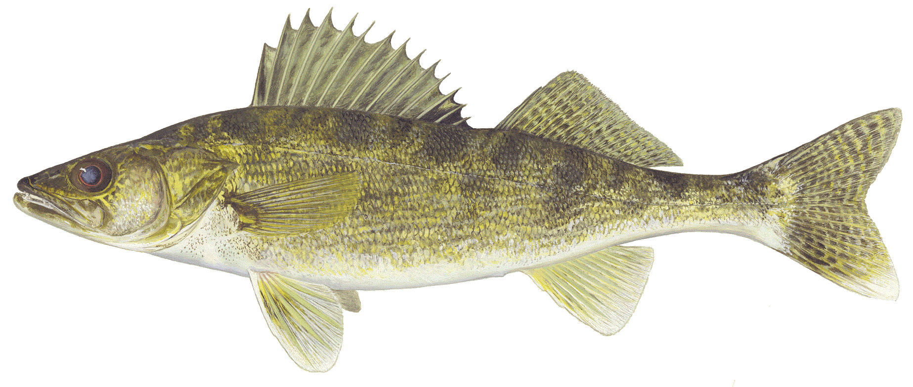 Walleye, illustration by Maynard Reece, from Iowa Fish and Fishing.