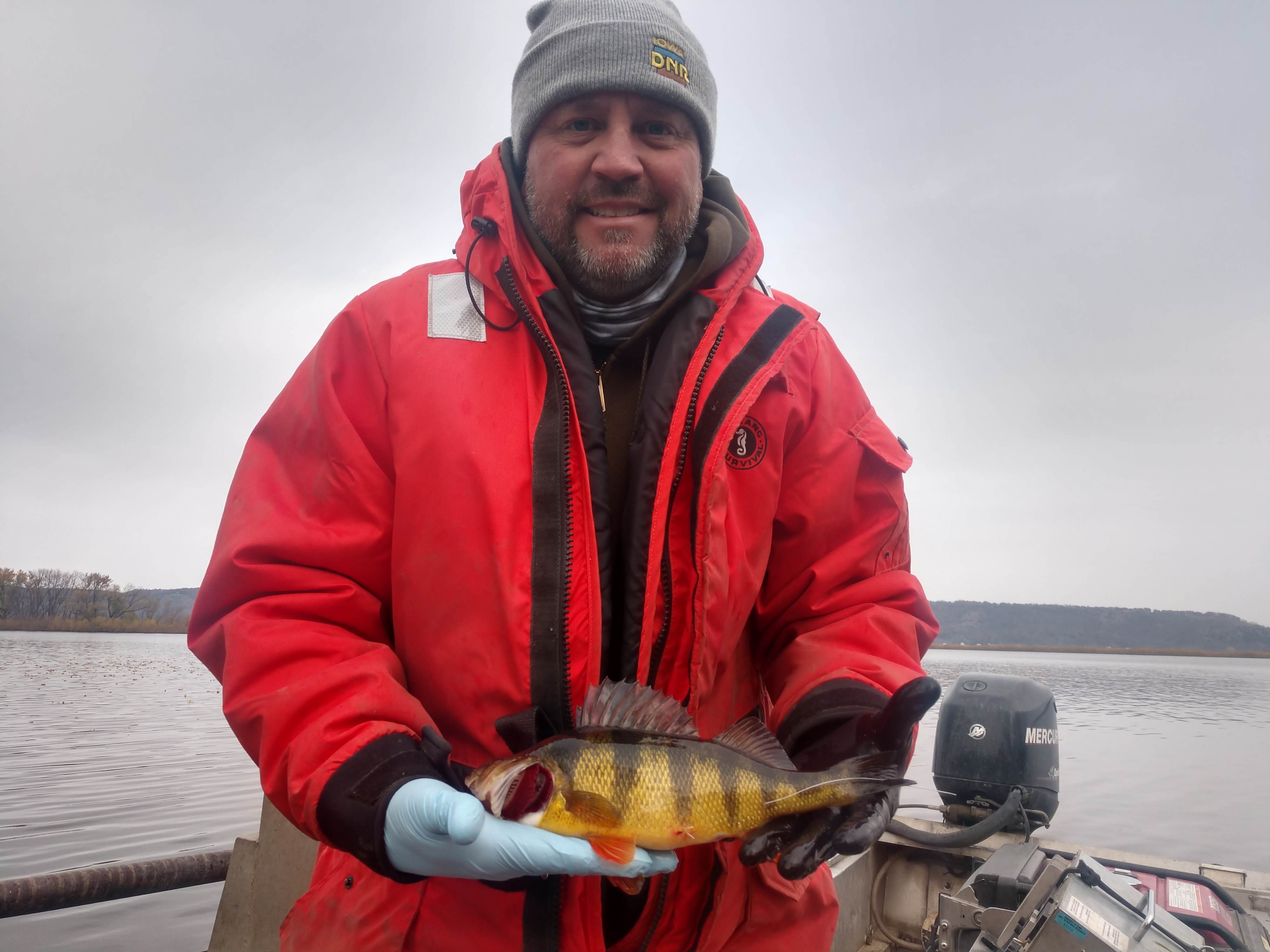 A fisheries employee holding a tagged yellow perch.