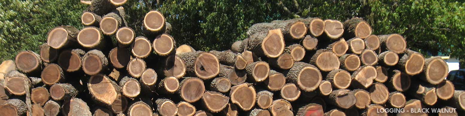 Logging and Timber Sales