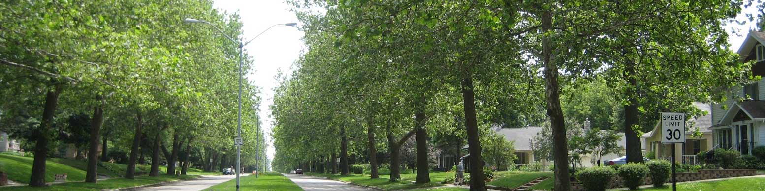 Urban Forestry, image of a street lined with trees