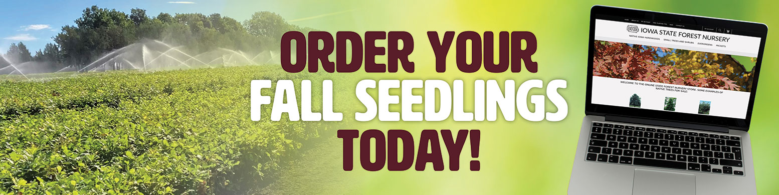 order fall seedlings