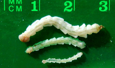EAB larvae