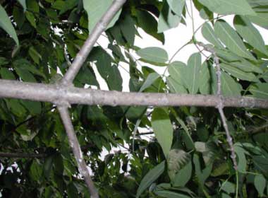 ash, opposite branching