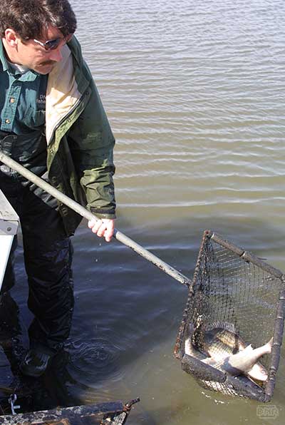 photo of man netting fish