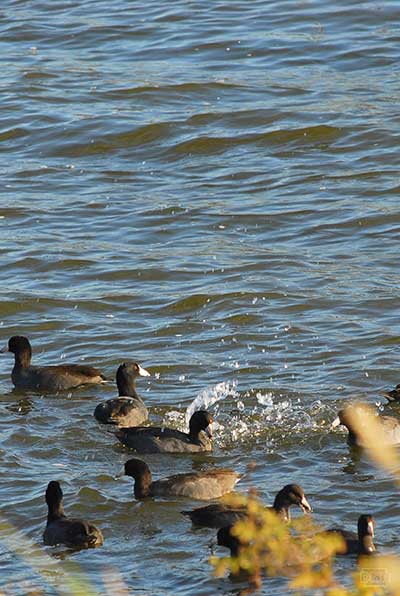 photo of ducks in lake