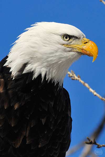 photo of bald eagle