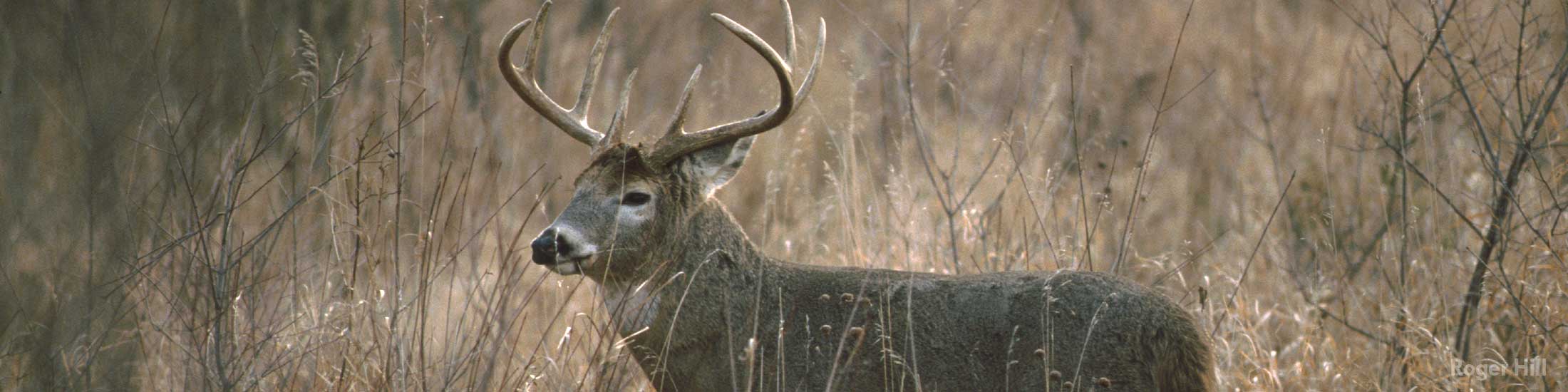 White-Tailed Deer, Buck