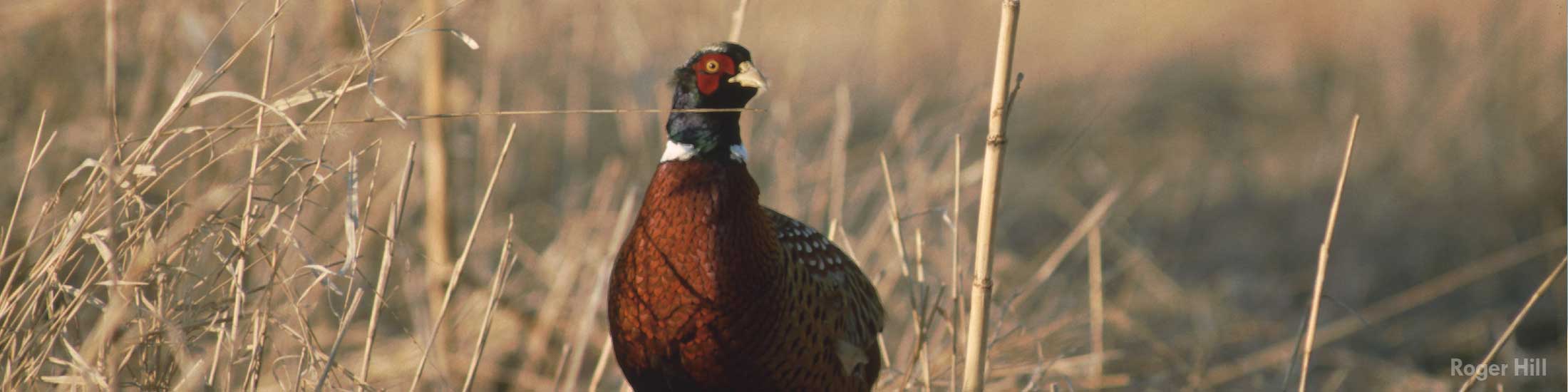 Pheasant hunting in Iowa