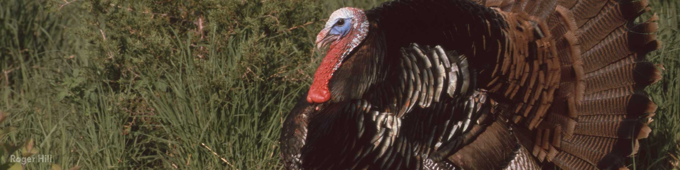Wild Turkey in Iowa