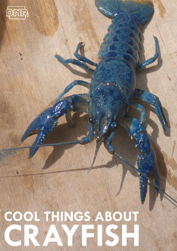Cool things you should know about crayfish | Iowa DNR