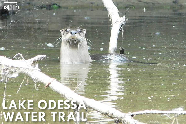 Paddle the Lake Odessa Water Trail and see wildlife up close, like this river otter | Iowa DNR