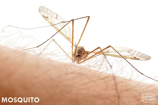 Mosquito | Iowa DNR