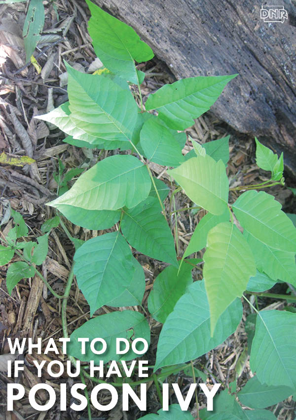 If you run in to poison ivy or stinging nettles this summer, here's what to do - and what not to do! | Iowa DNR