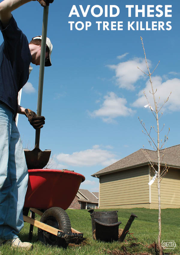 Are you killing your trees? Use these tips to avoid the most common tree killers. | Iowa DNR